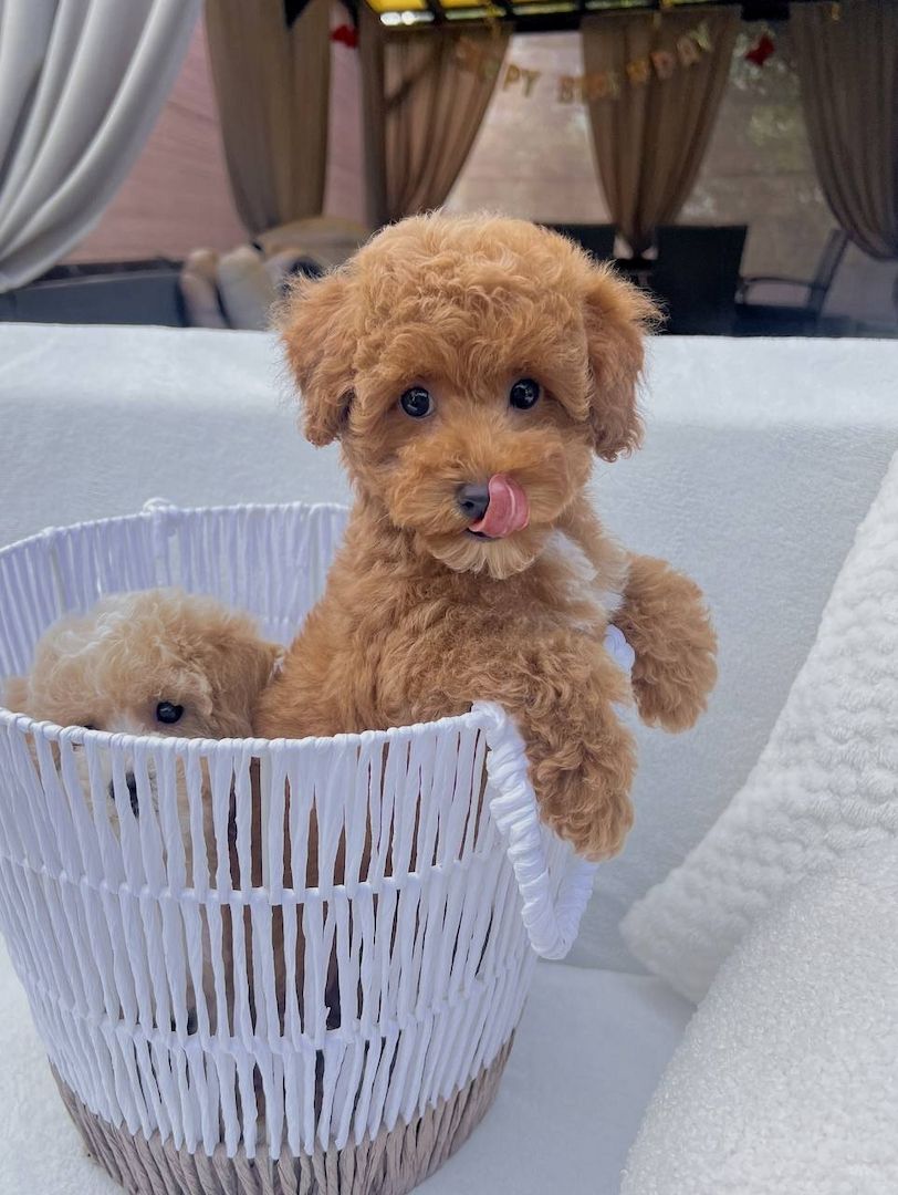 ‎Maltipoo-Welpen suchen ein liebevolles Zuhause 🐾