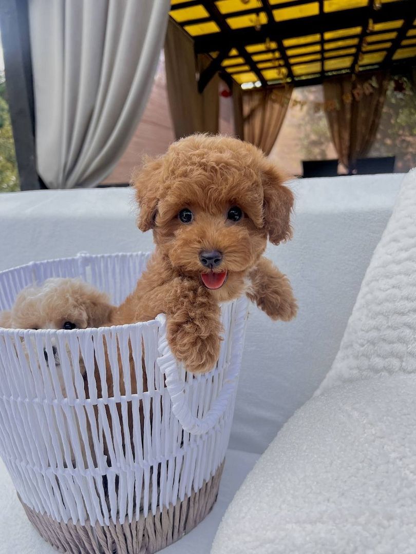 ‎Maltipoo-Welpen suchen ein liebevolles Zuhause 🐾