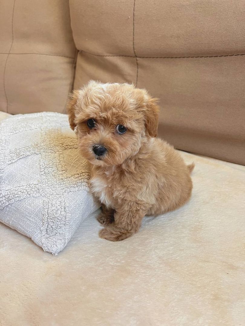 ‎Maltipoo-Welpen suchen ein liebevolles Zuhause 🐾