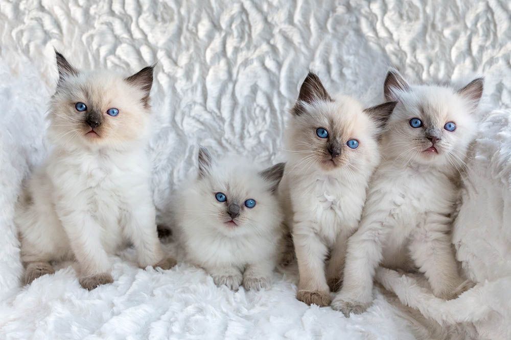 Wunderschöne Ragdoll-Kätzchen.