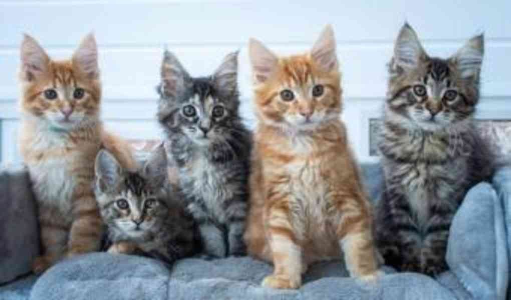 Maine Coon Kätzchen