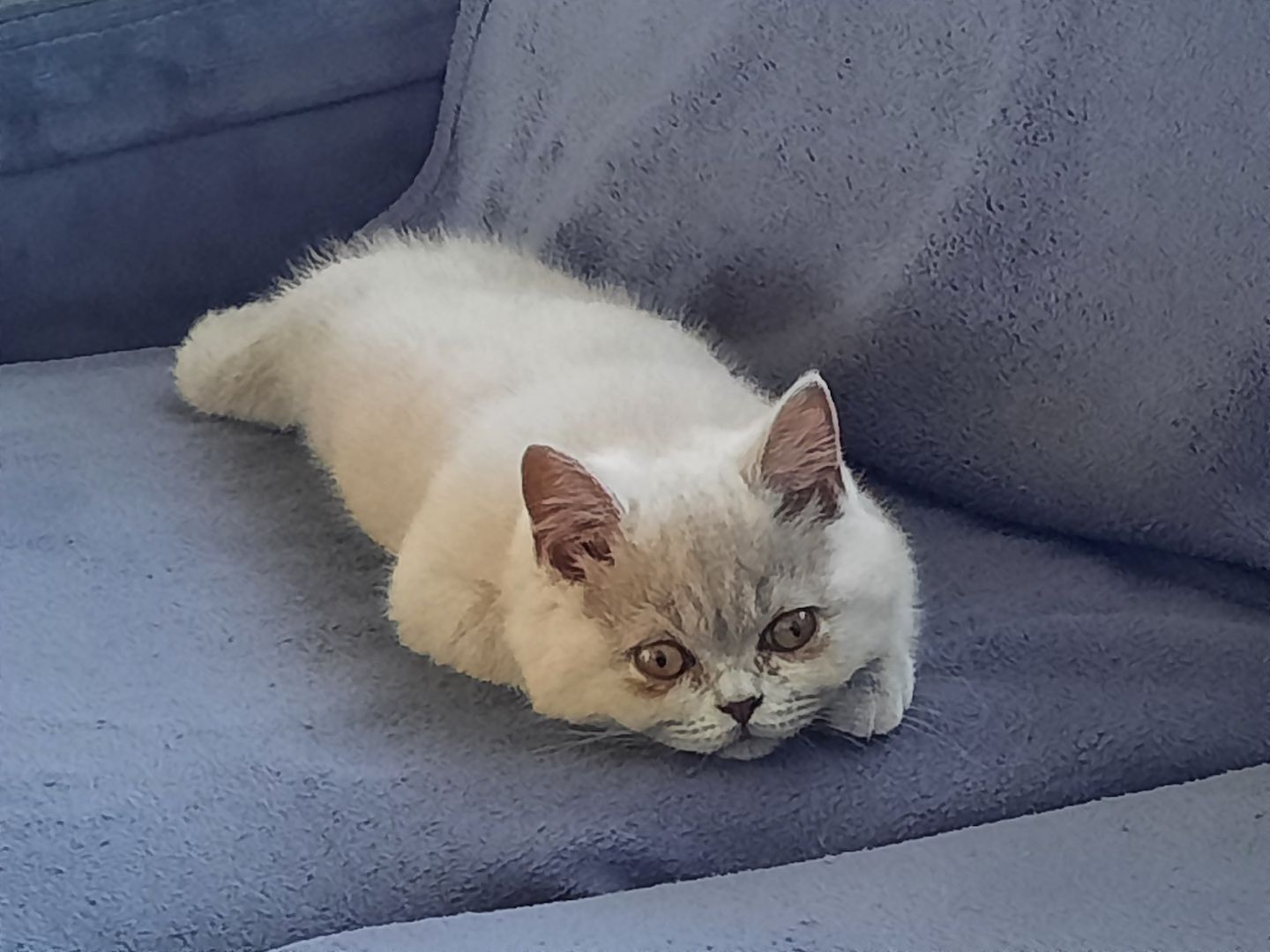 Bkh kitten