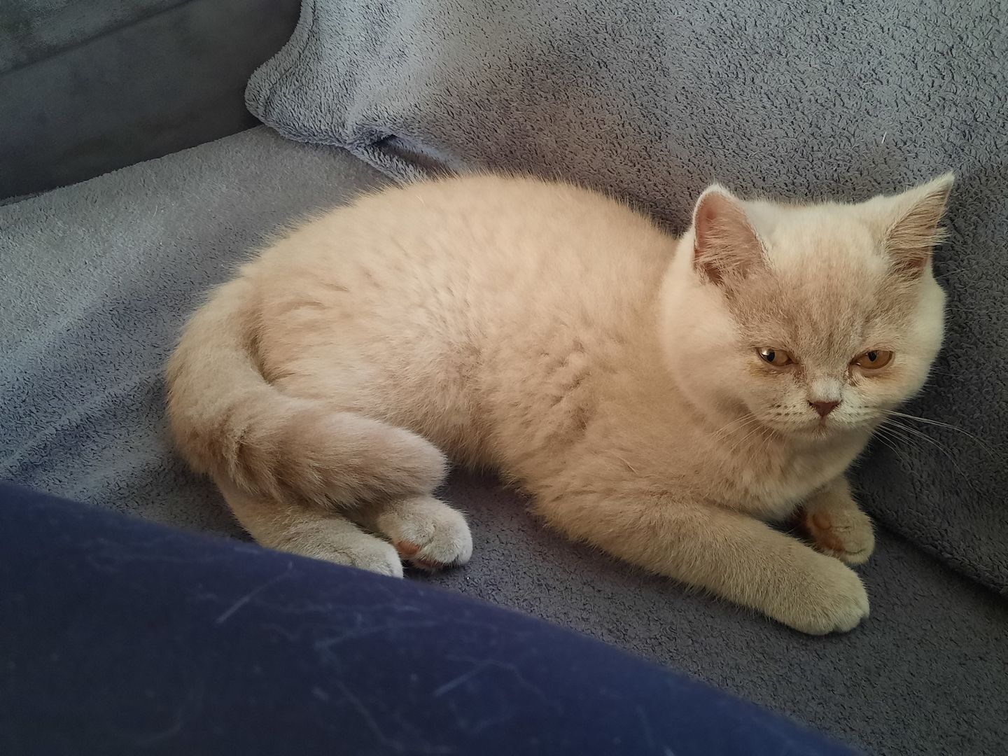 Bkh kitten