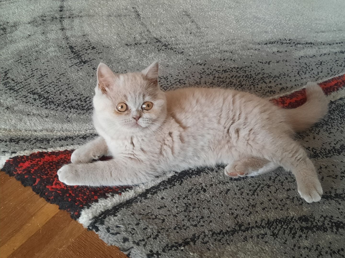 Bkh kitten