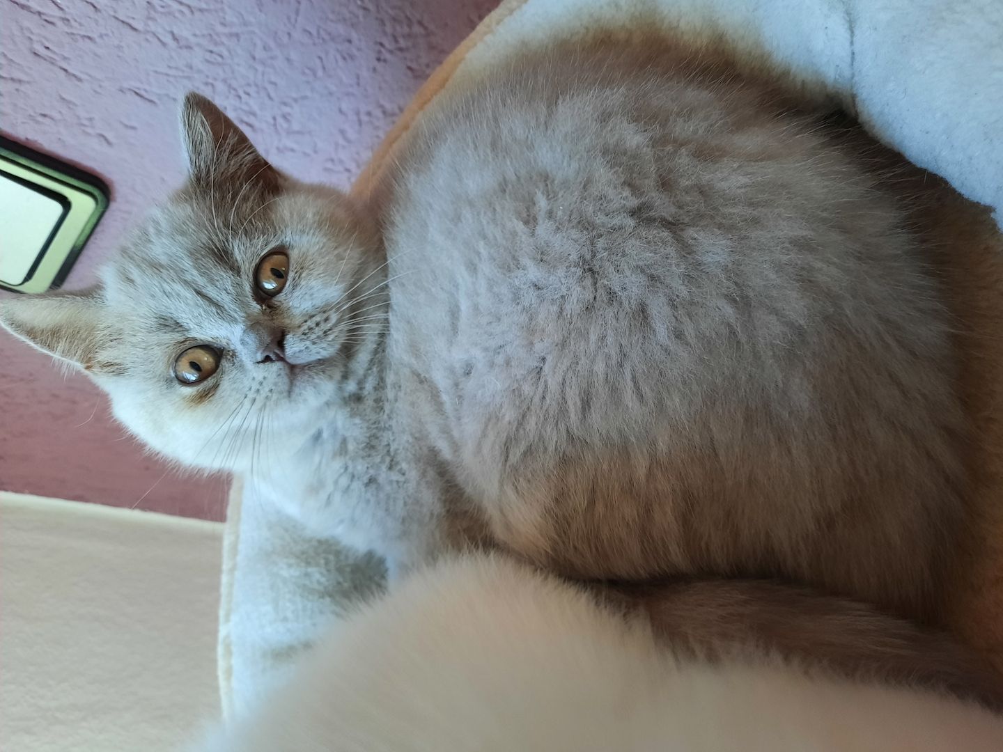 Bkh kitten