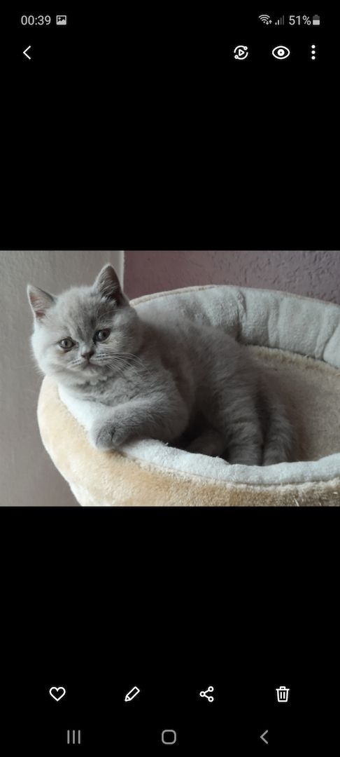 Bkh kitten
