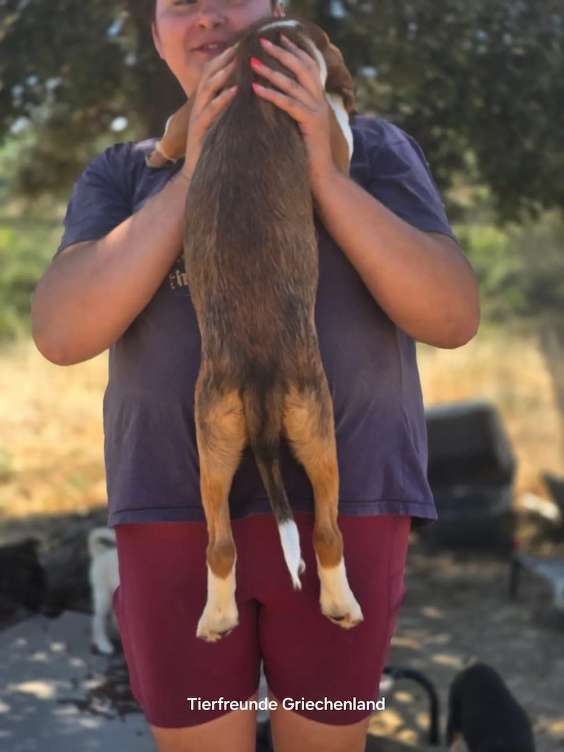 Welpe Nala