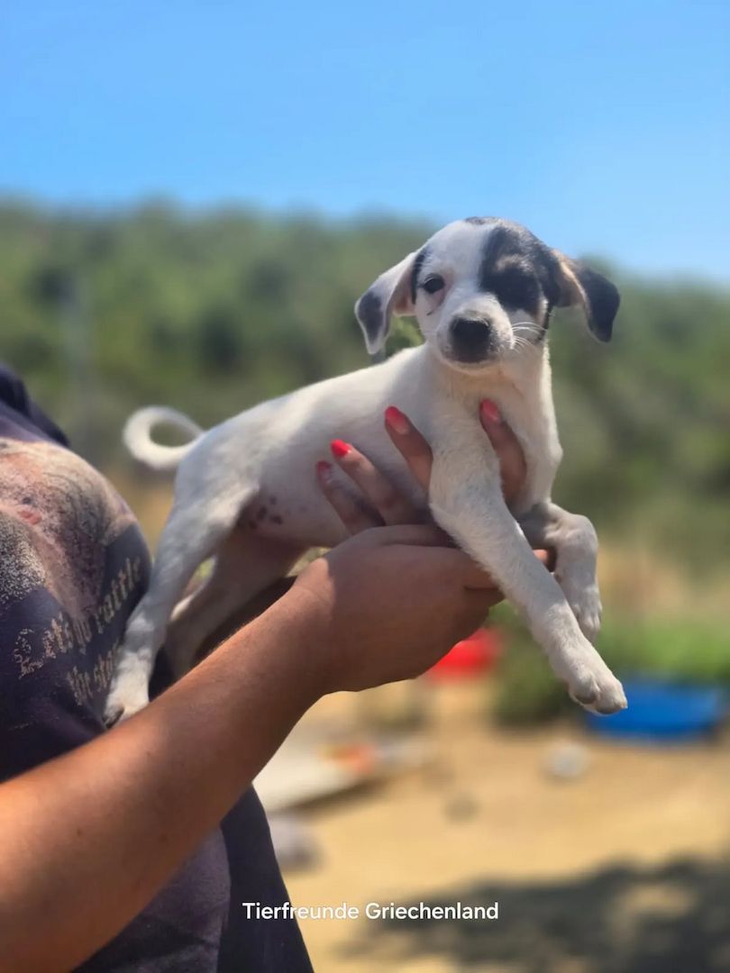 Welpe Pippa