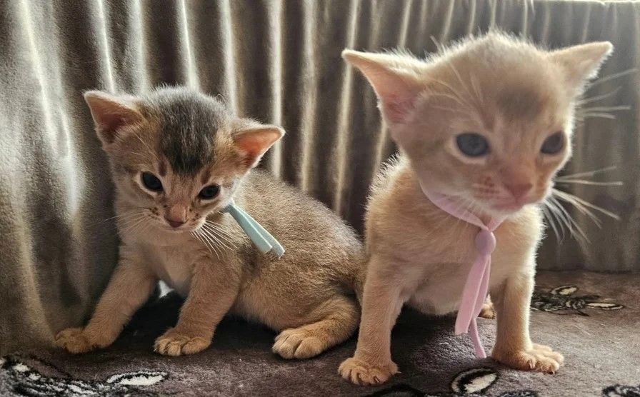 🐾 Wunderschöne Abessinier-Kätzchen suchen ein liebevolles Zuhause für immer 🐾✨