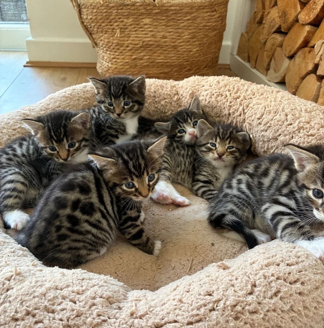 Bengal-Kätzchen