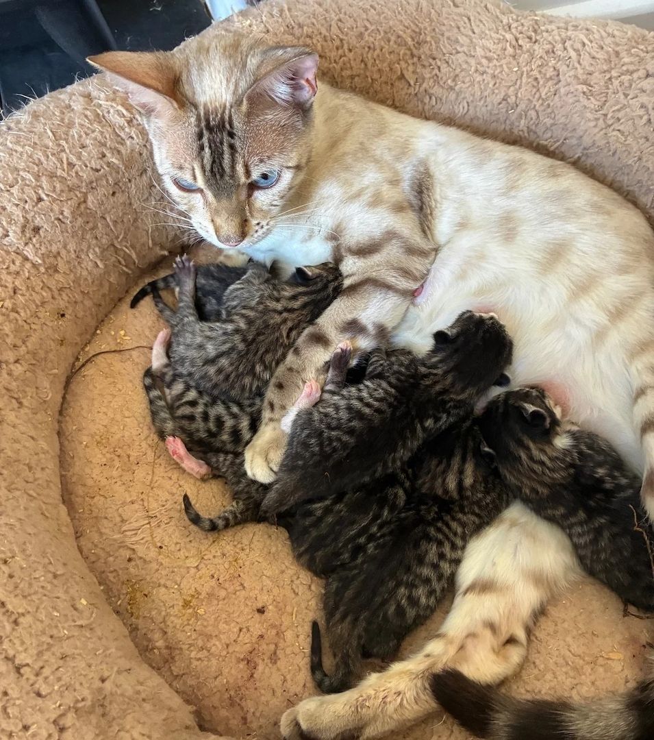 wunderschönen Bengal-Kätzchen