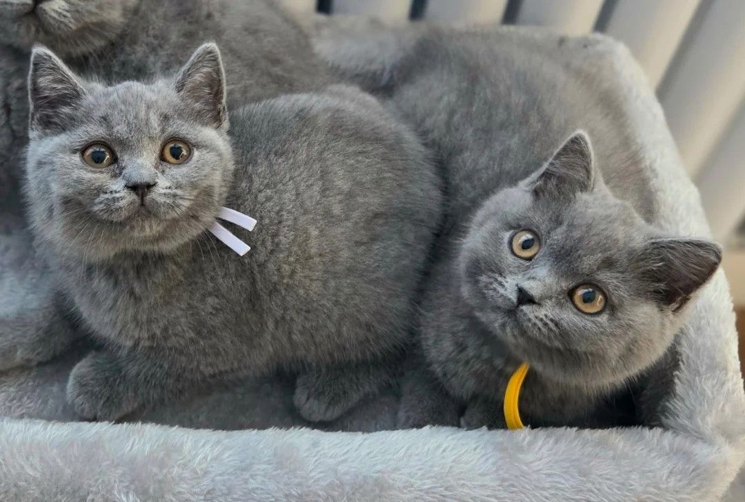 wunderschöne Britisch-Kurzhaar-Katze