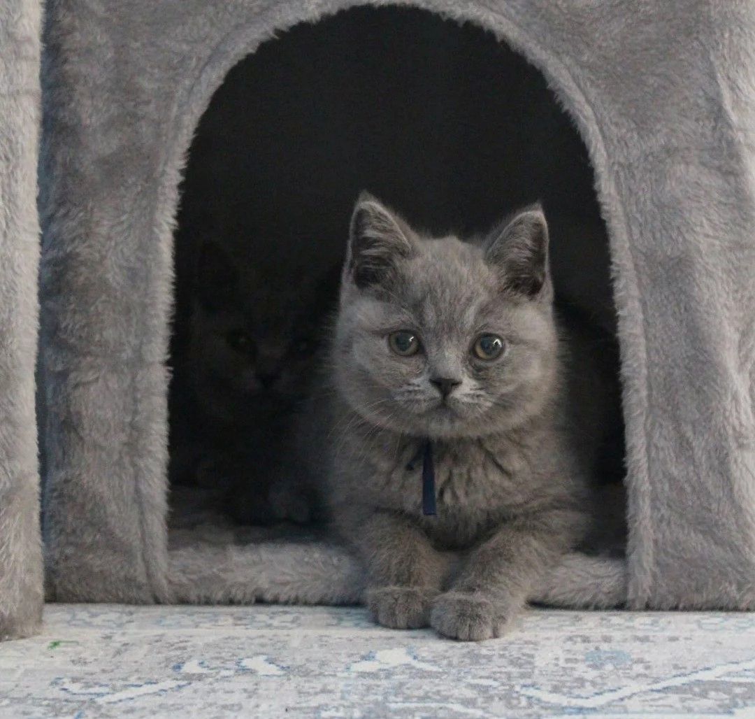 Britisch-Kurzhaar-Katze