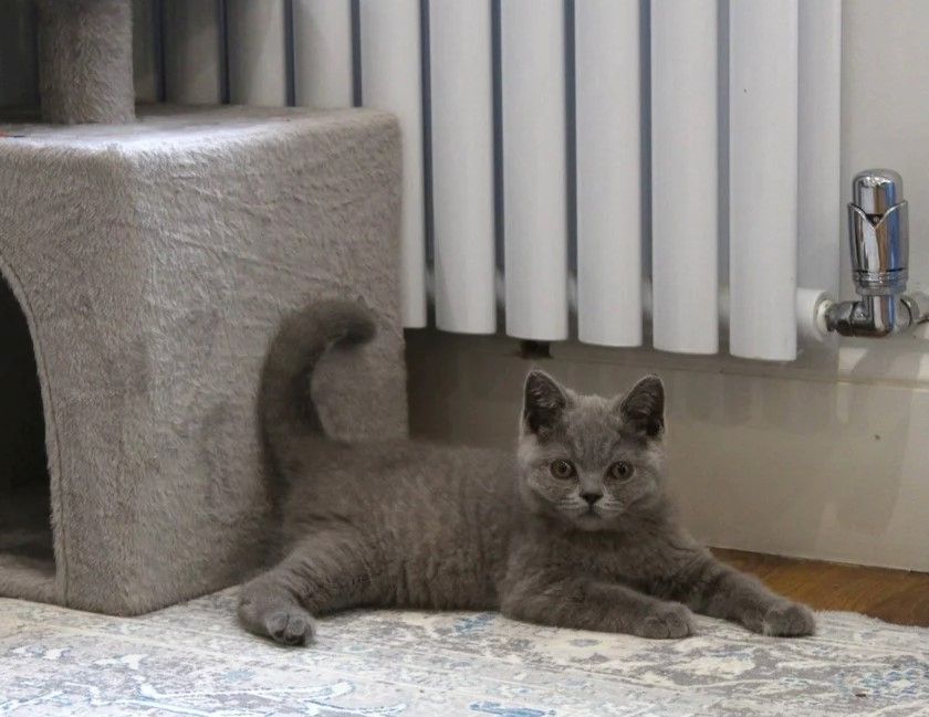 wunderschöne Britisch-Kurzhaar-Katze