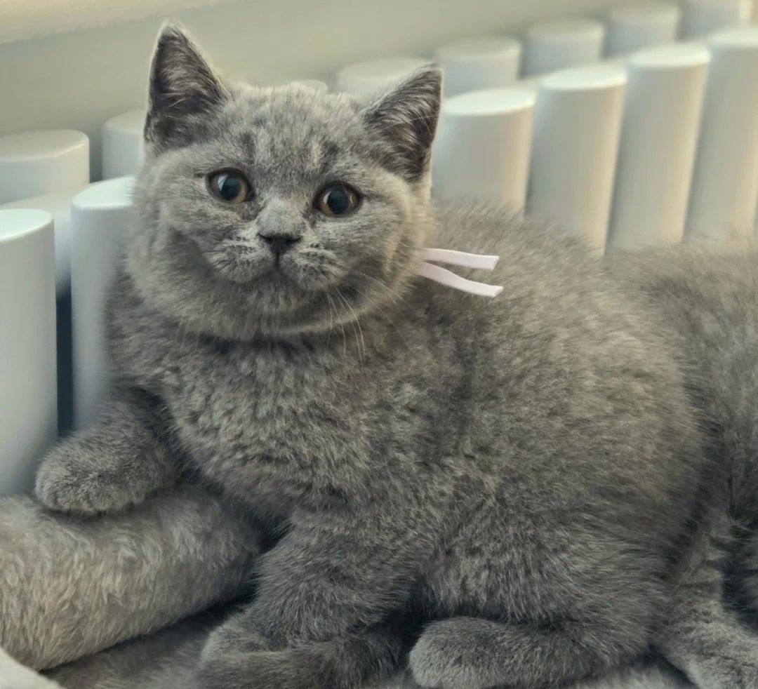 Britisch-Kurzhaar-Katze