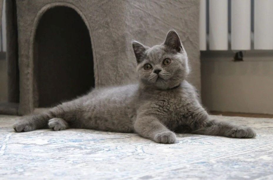 wunderschöne Britisch-Kurzhaar-Katze