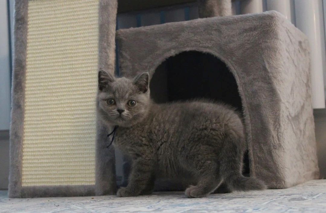 wunderschöne Britisch-Kurzhaar-Katze