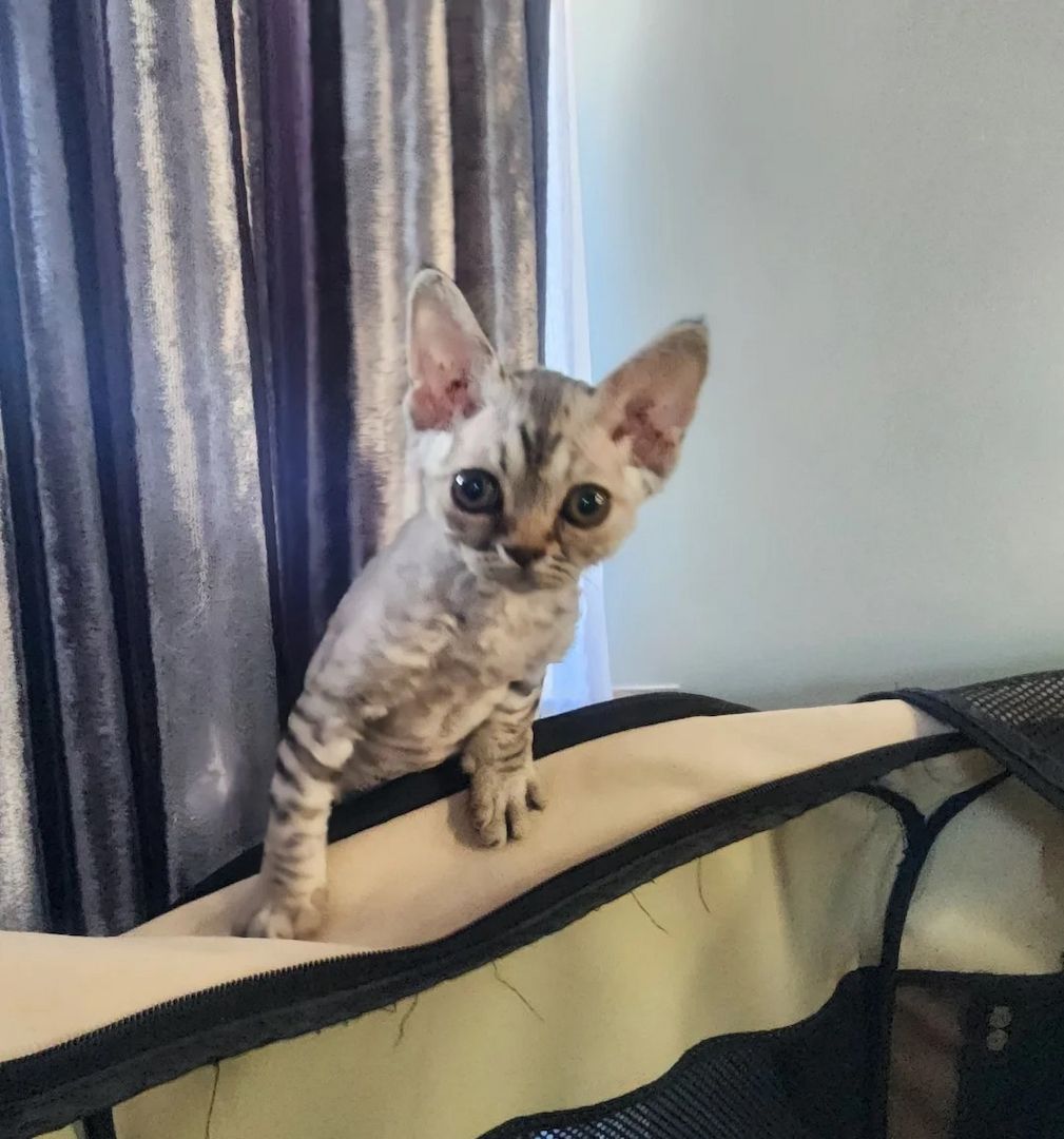Devon-Rex-Kätzchen