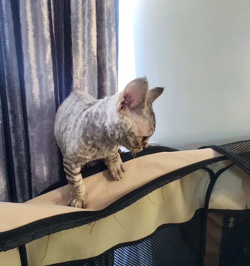 Devon-Rex-Kätzchen
