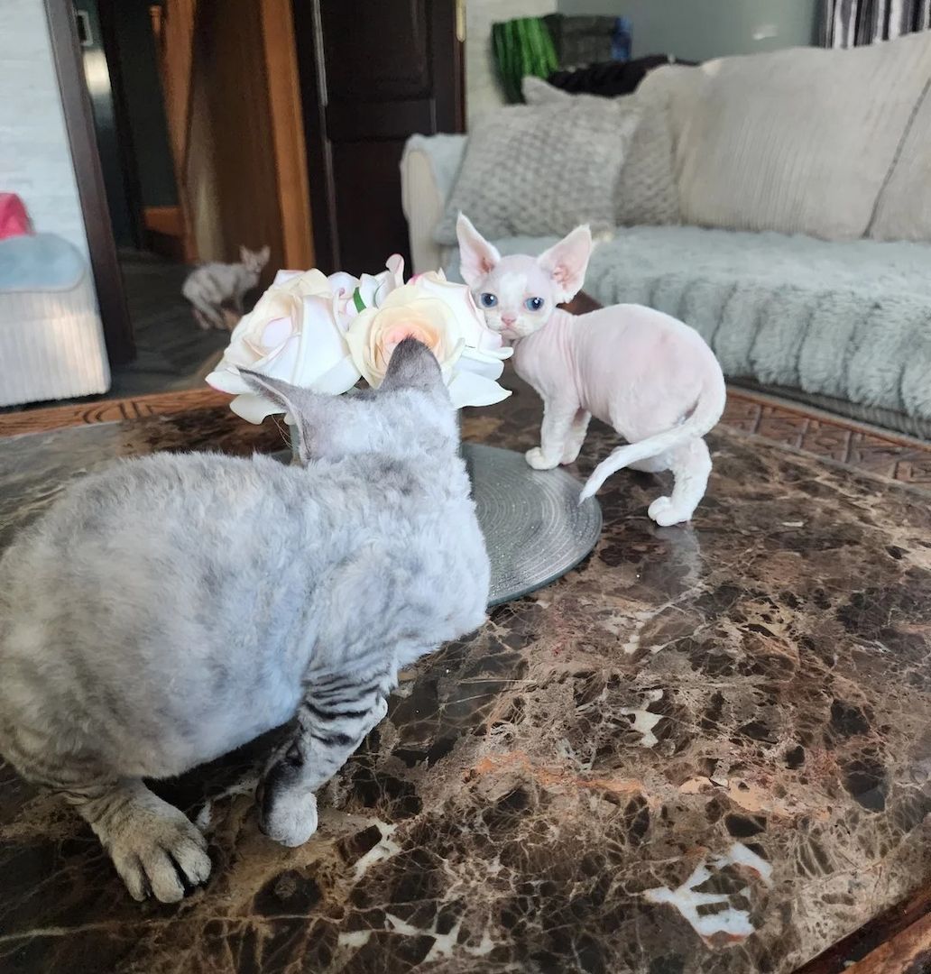 zwei Devon-Rex-Kätzchen
