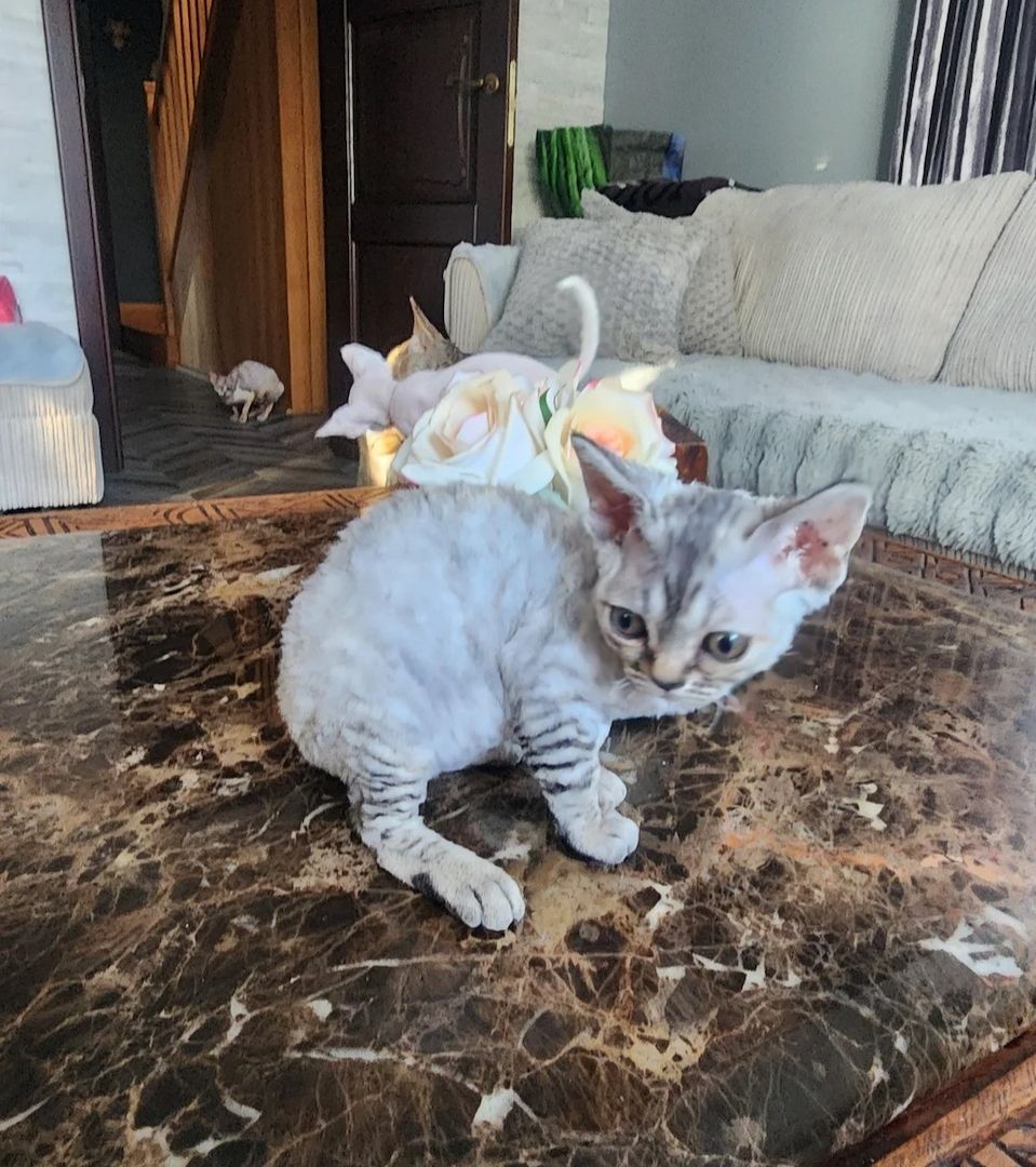 Devon-Rex-Kätzchen