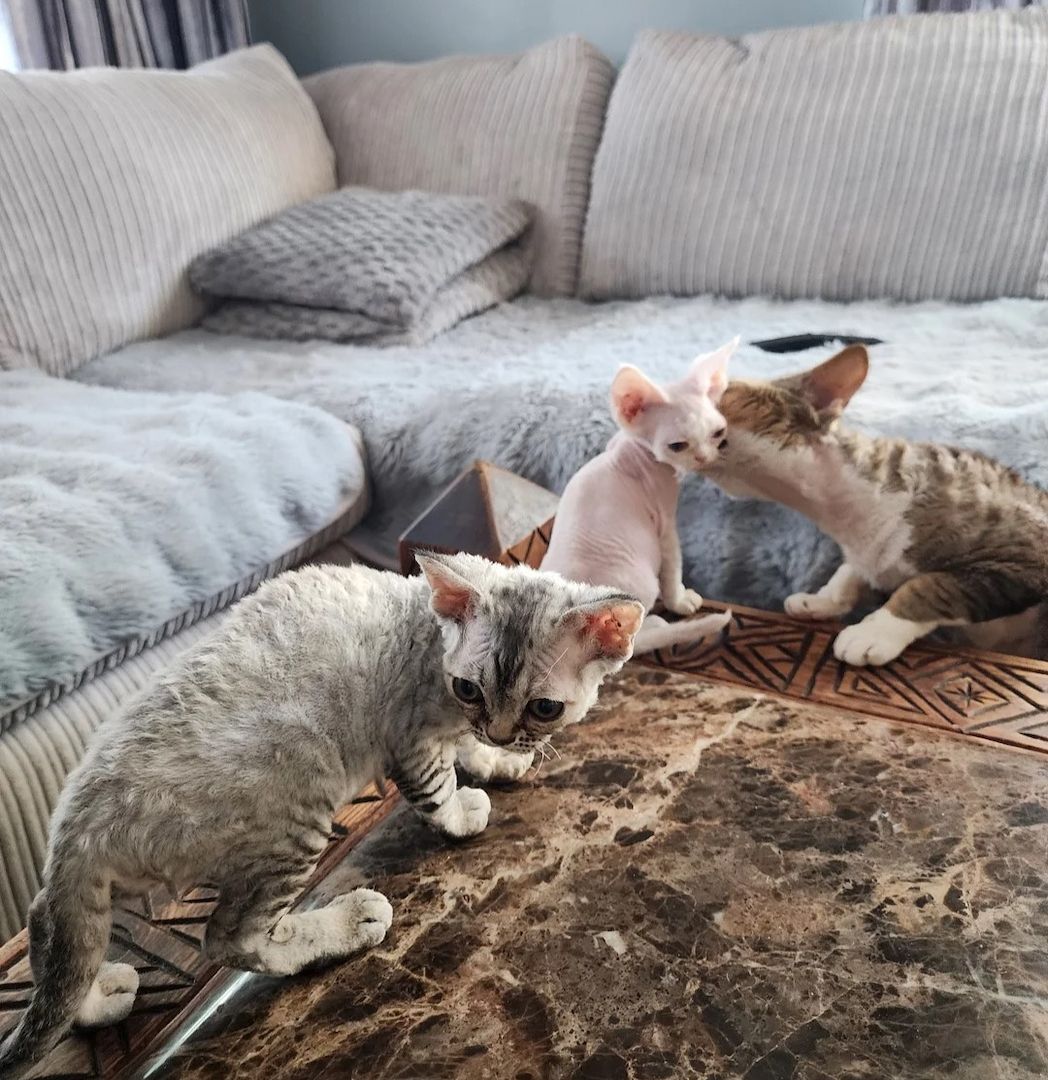 Devon-Rex-Kätzchen