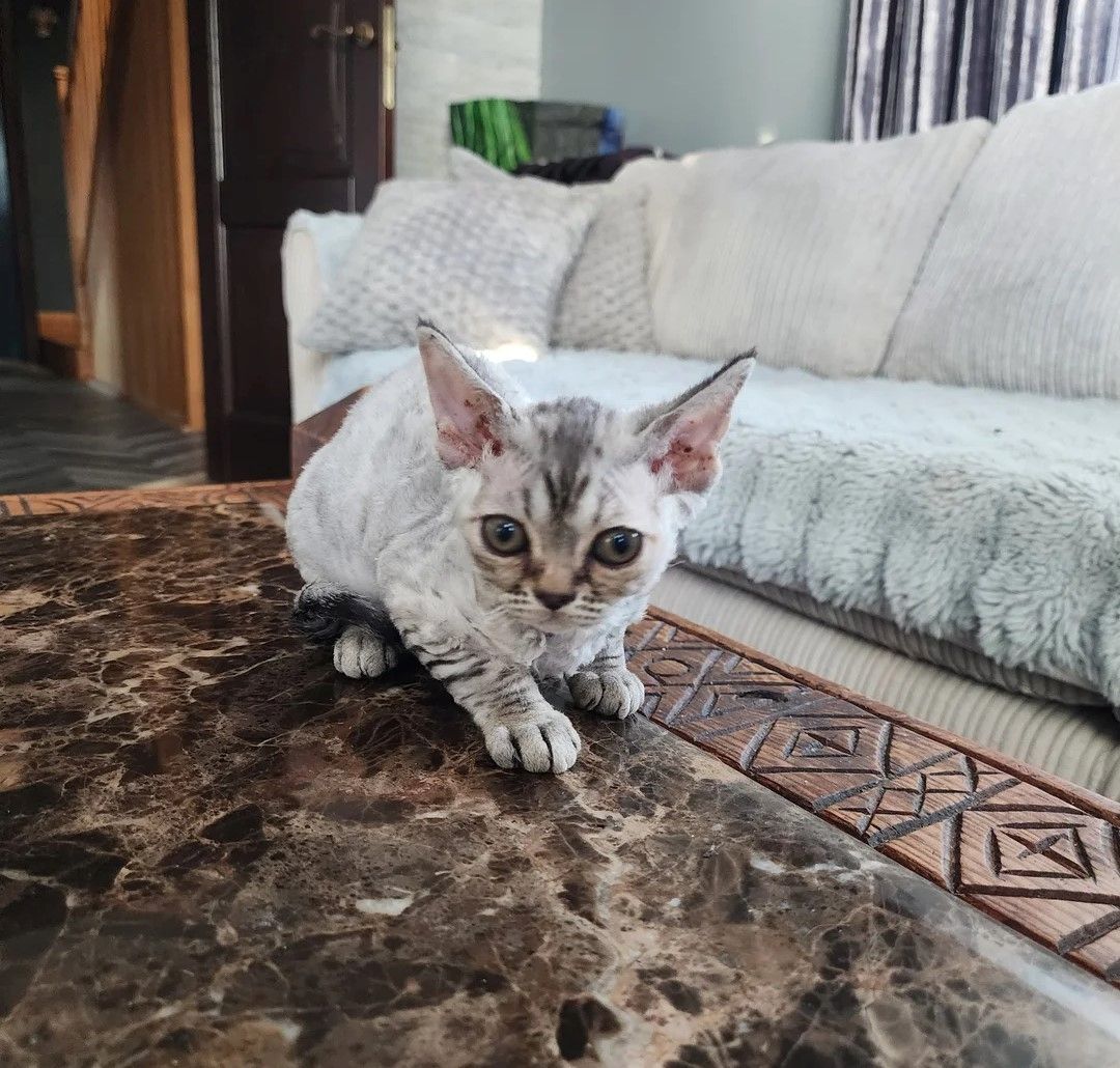 Devon-Rex-Kätzchen