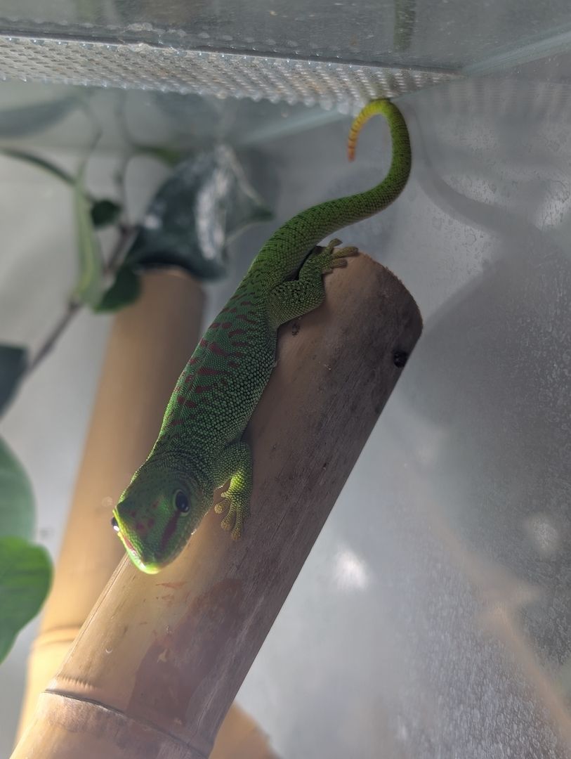Phelsuma Grandis / Madagaskar Taggecko Nachzuchten