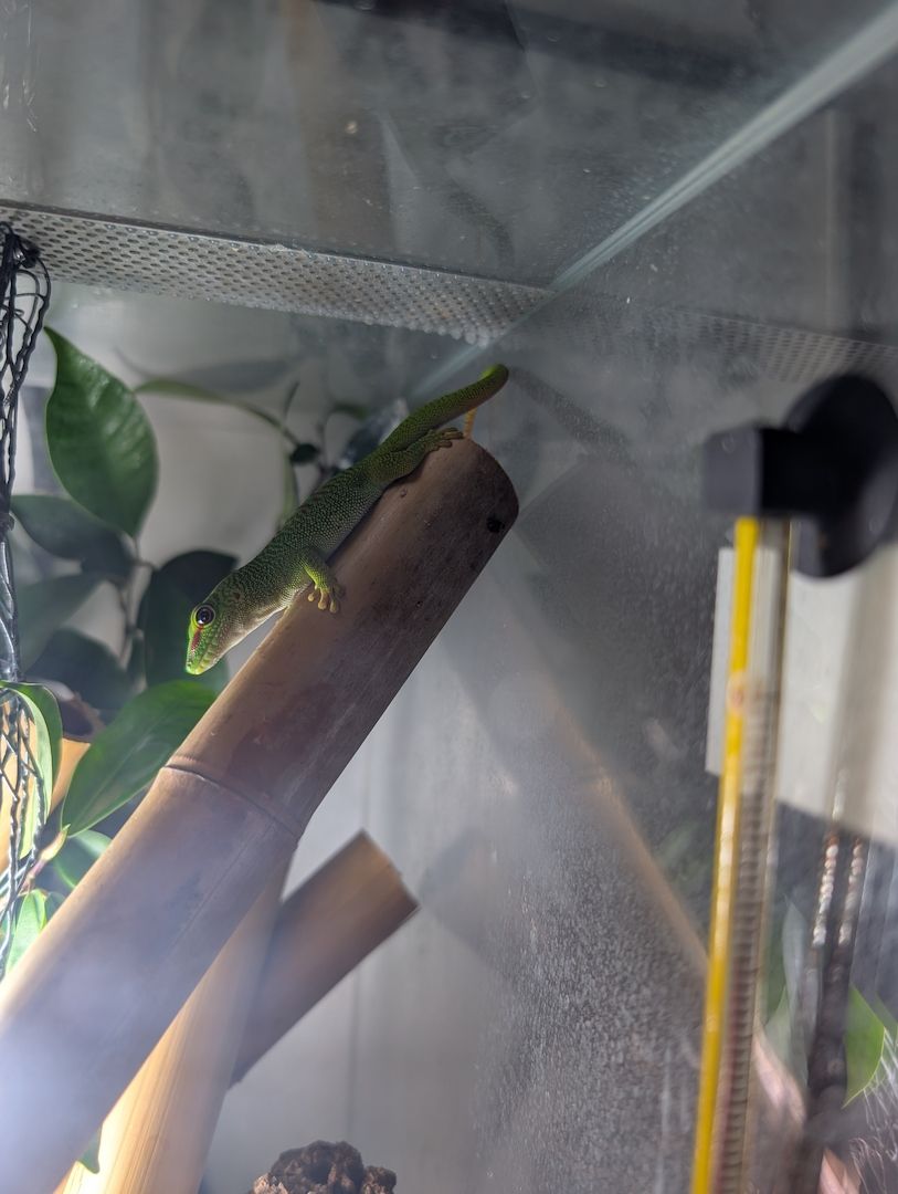 Phelsuma Grandis / Madagaskar Taggecko Nachzuchten