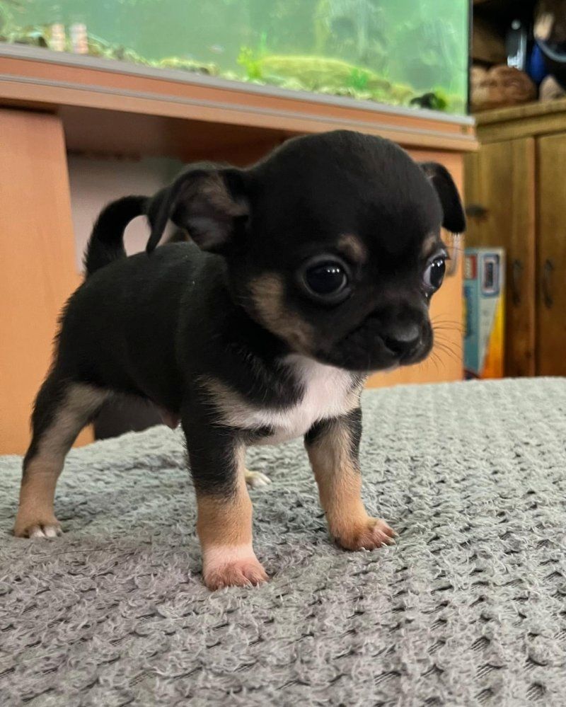 Chihuahuas