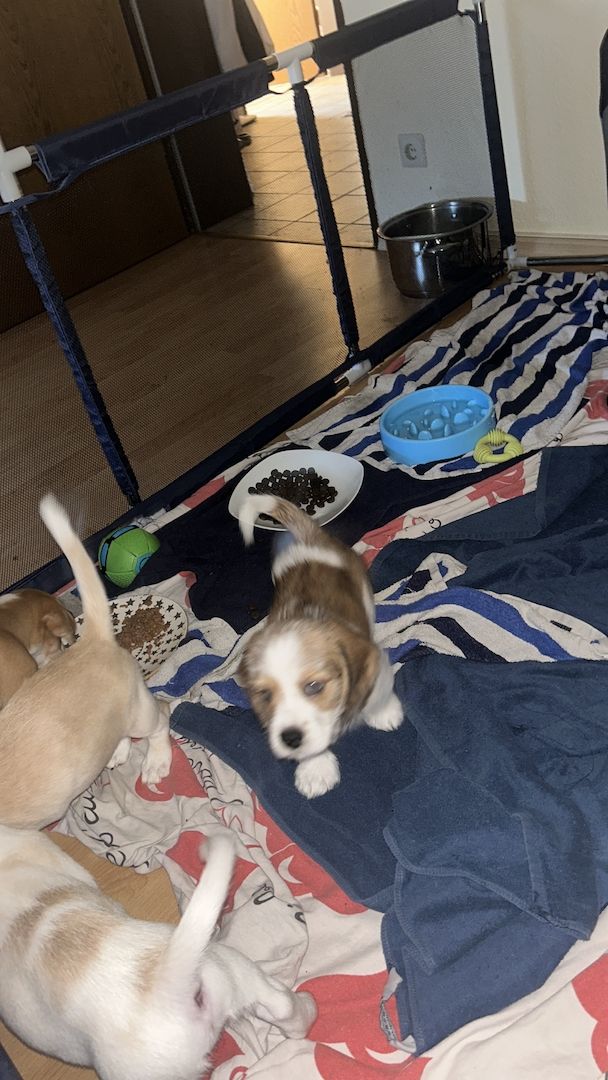 Wir suchen eine Familie
