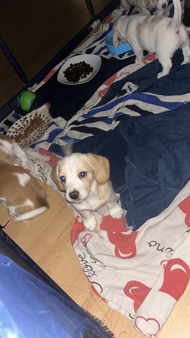 Wir suchen eine Familie