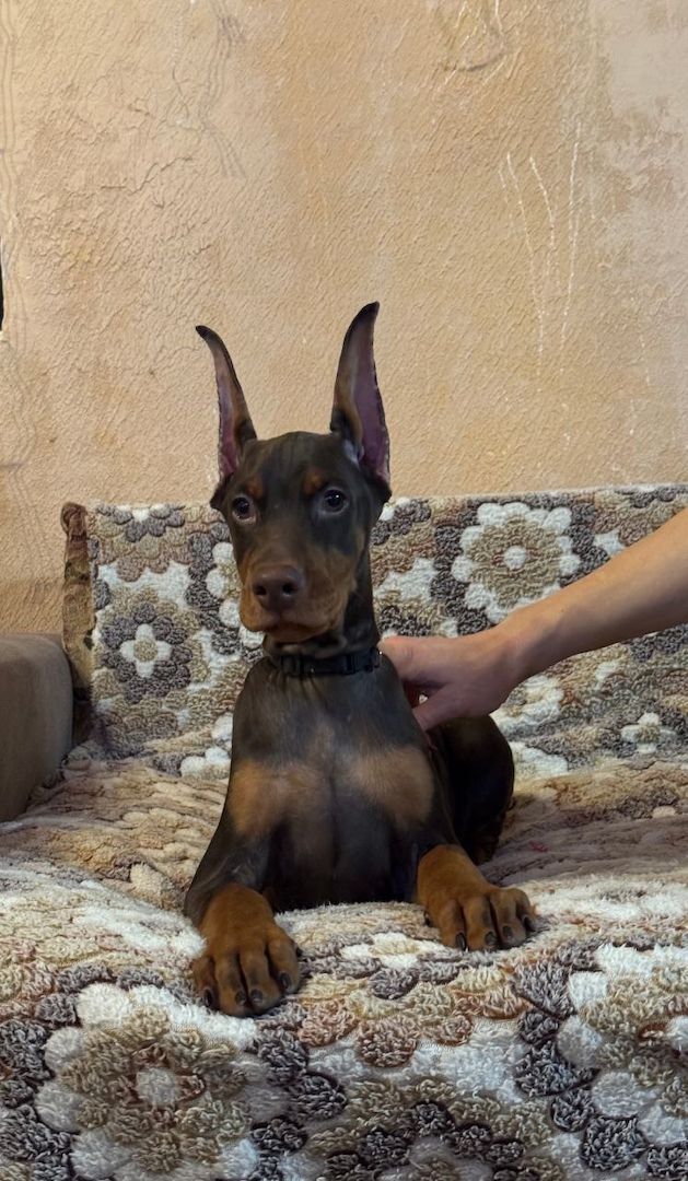 🐾 **Typvolle Dobermann-Welpen suchen ein liebevolles Zuhause** 🐾