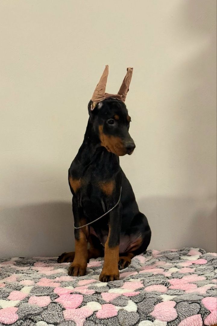🐾 **Typvolle Dobermann-Welpen suchen ein liebevolles Zuhause** 🐾