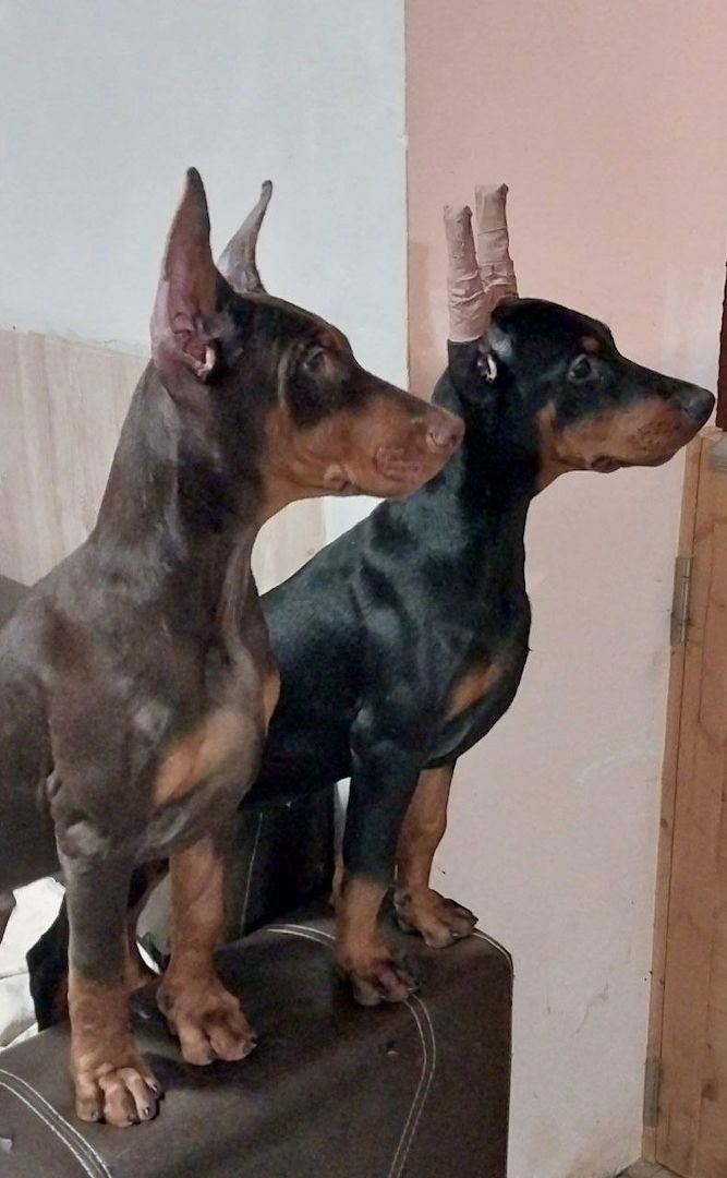 🐾 **Typvolle Dobermann-Welpen suchen ein liebevolles Zuhause** 🐾