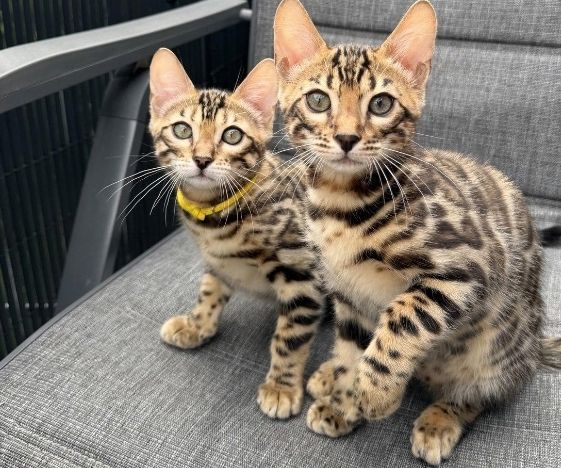 Pedigree Bengal kittens ready now Business whatsapp contact: +37258421245
