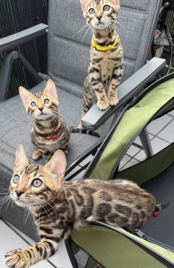 Pedigree Bengal kittens ready now Business whatsapp contact: +37258421245