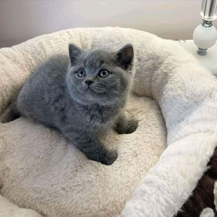 British shorthair kittens Business whatsapp contact: +37258421245