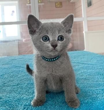 Cute Russian blue kittens Business whatsapp contact: +37258421245