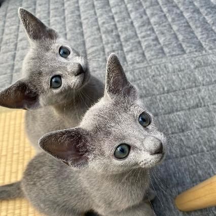 Cute Russian blue kittens Business whatsapp contact: +37258421245