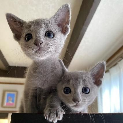 Cute Russian blue kittens Business whatsapp contact: +37258421245
