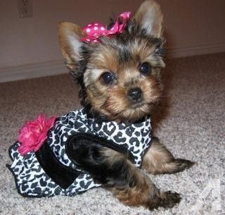 Yorkshire-Terrier-Welpen. WhatsApp: +44 7469 456352