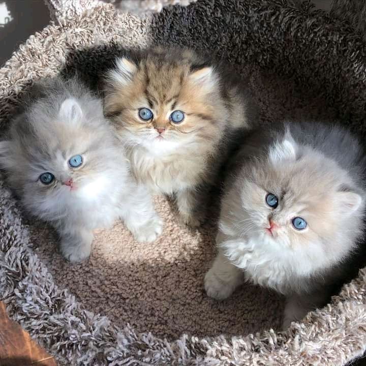 Gorgeous full persian kittens Business whatsapp contact: +37258421245