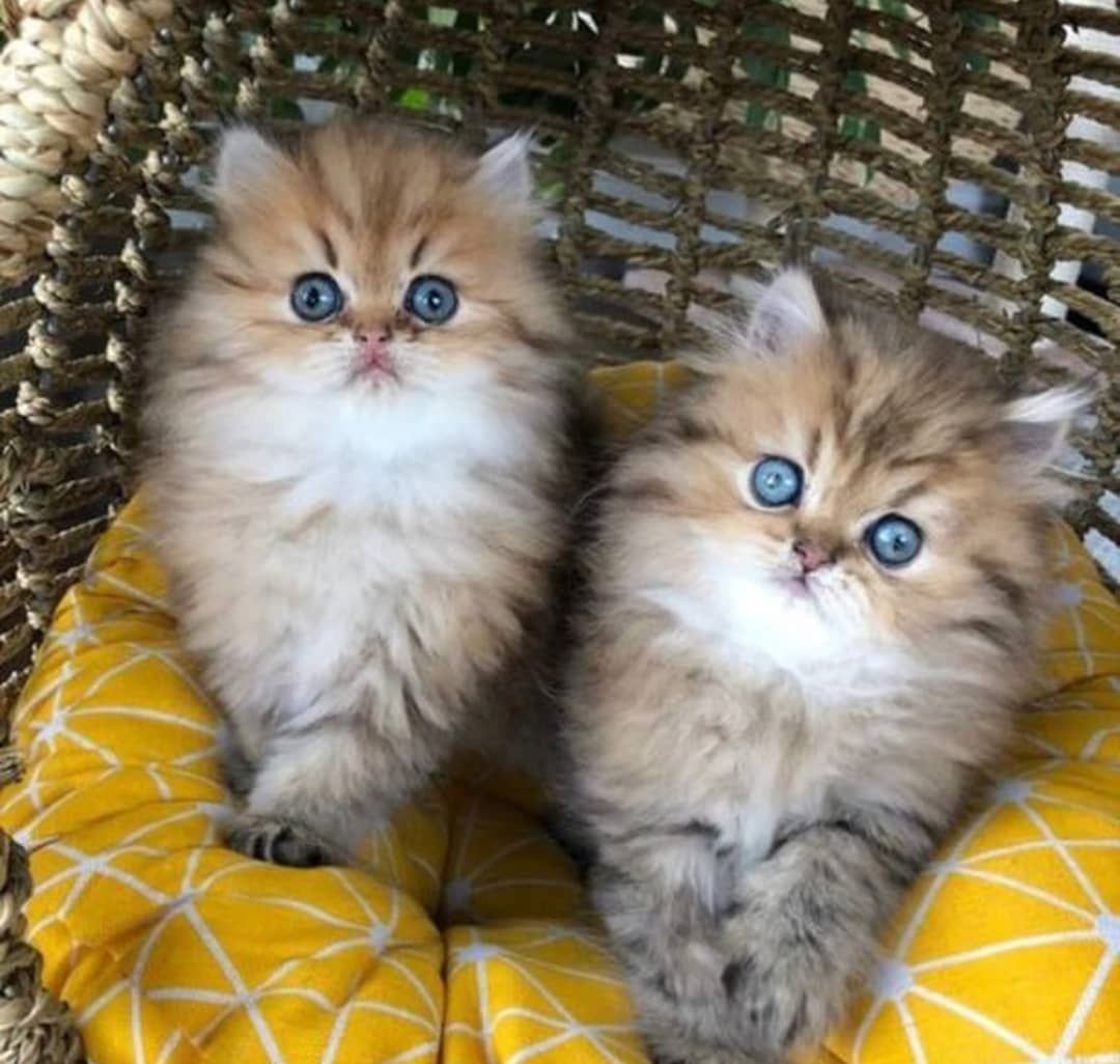 Gorgeous full persian kittens Business whatsapp contact: +37258421245
