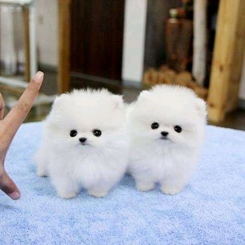 2 beautiful Pomeranian puppies. Business whatsapp contact: +37258421245