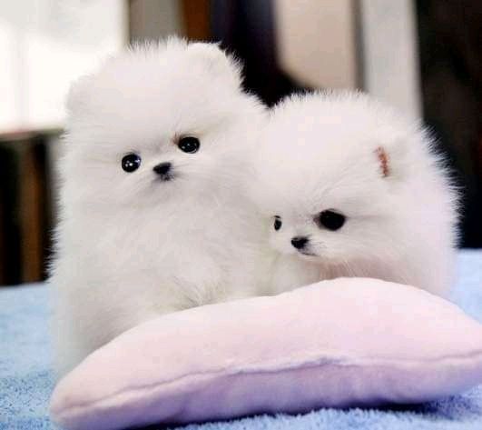2 beautiful Pomeranian puppies. Business whatsapp contact: +37258421245
