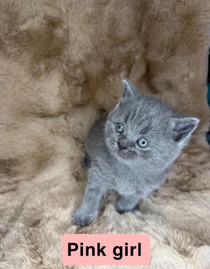 🐾 Wunderschöne Britisch-Kurzhaar-Kätzchen suchen ein liebevolles Zuhause 🐾