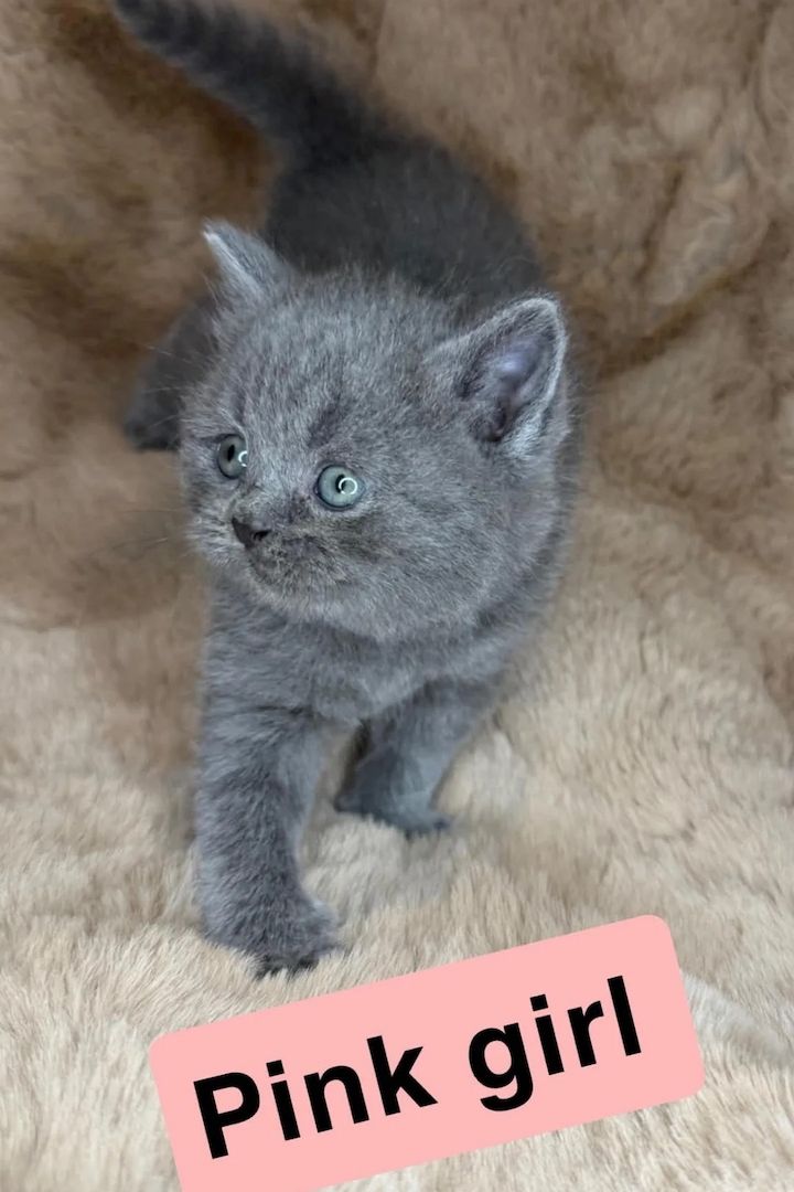🐾 Wunderschöne Britisch-Kurzhaar-Kätzchen suchen ein liebevolles Zuhause 🐾