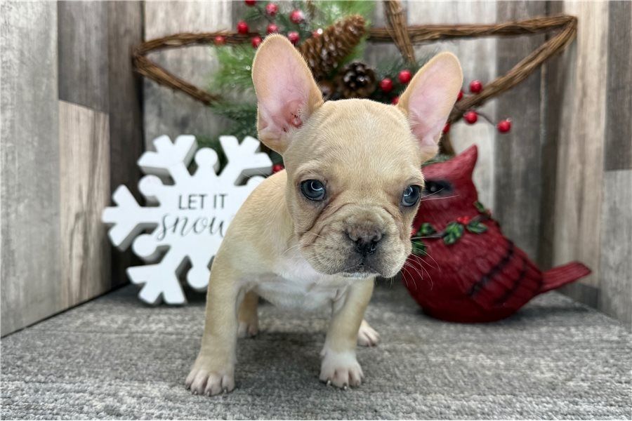 Französische Bulldoggen welpen. WhatsApp: +44 7469 456352