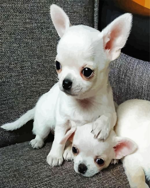 Chihuahua Welpen – WhatsApp: +44 7469 456352